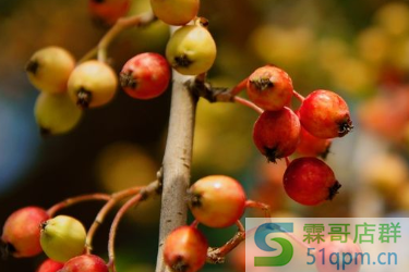 2020年淘宝新势力周秋店铺红包怎么设置？使用条件是什么？