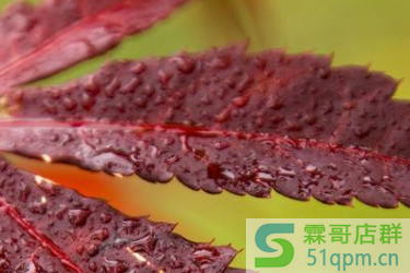 2020年淘宝新势力周秋需要包邮吗？有没有特殊的发货规则？