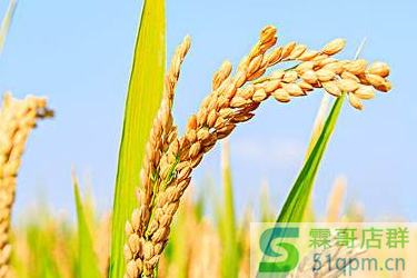 2020淘宝新势力周秋有哪些玩法？主要玩法介绍