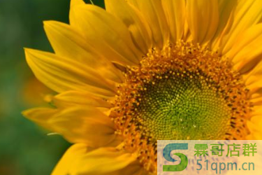 2020年淘宝新势力周秋报名入口在哪？卖家报名要求是什么？