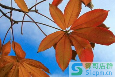 2020淘宝新势力周秋招商规则是什么？招商要求介绍